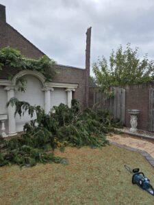 Boom vakkundig gesnoeid